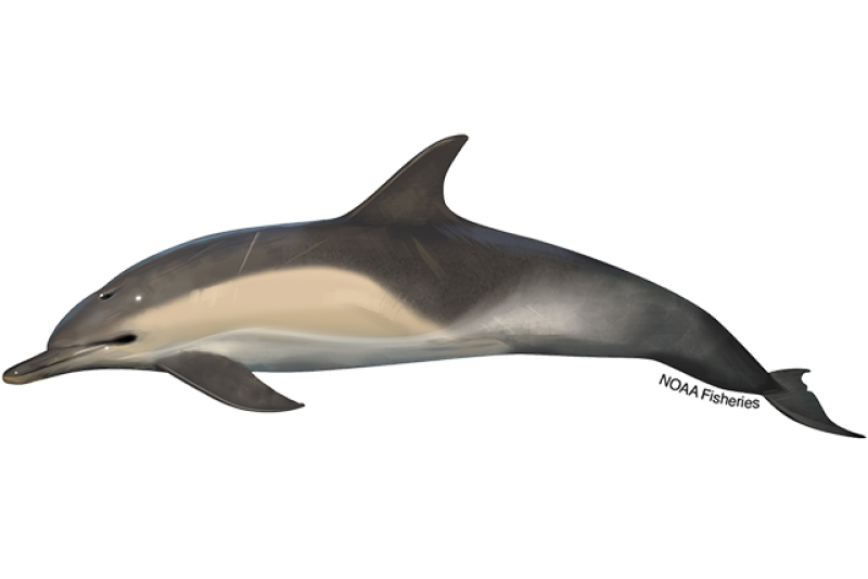 common dolphin